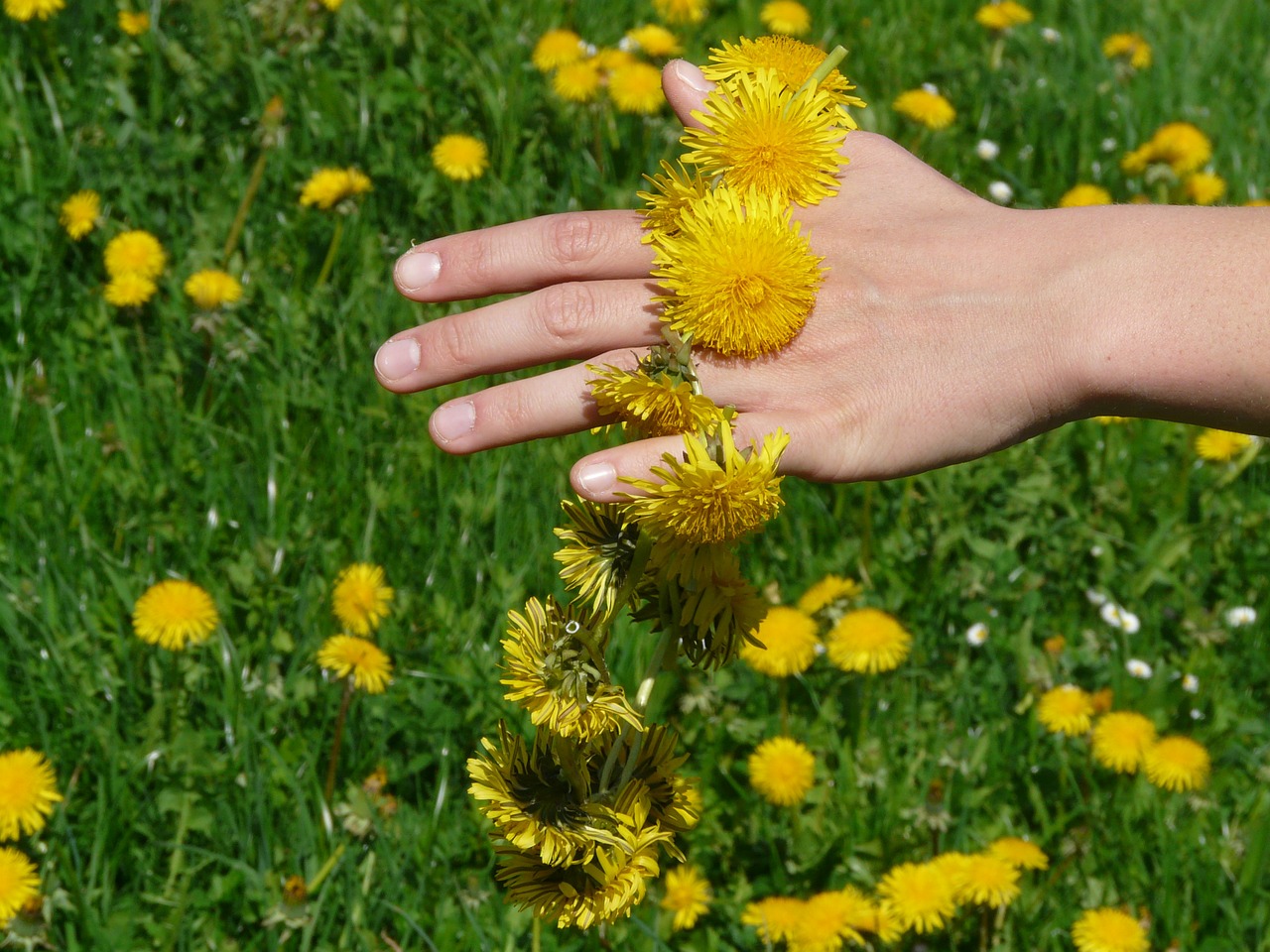https://cdn.pixabay.com/photo/2012/08/11/21/16/dandelion-54314_960_720.jpg https://cdn.pixabay.com/photo/2012/08/11/21/16/dandelion-54314_960_720.jpg