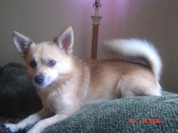 Thumper the Humper - my lil pomchi