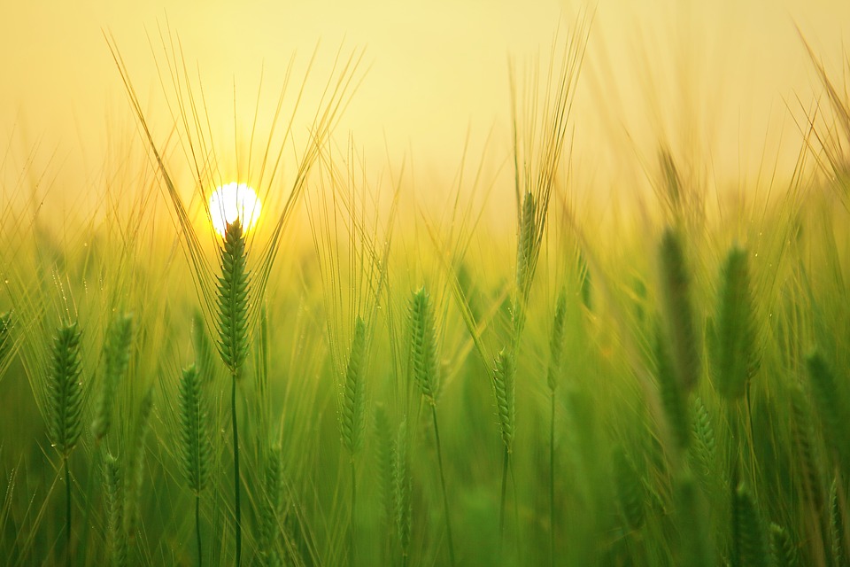 image from Pixabay image from Pixabay