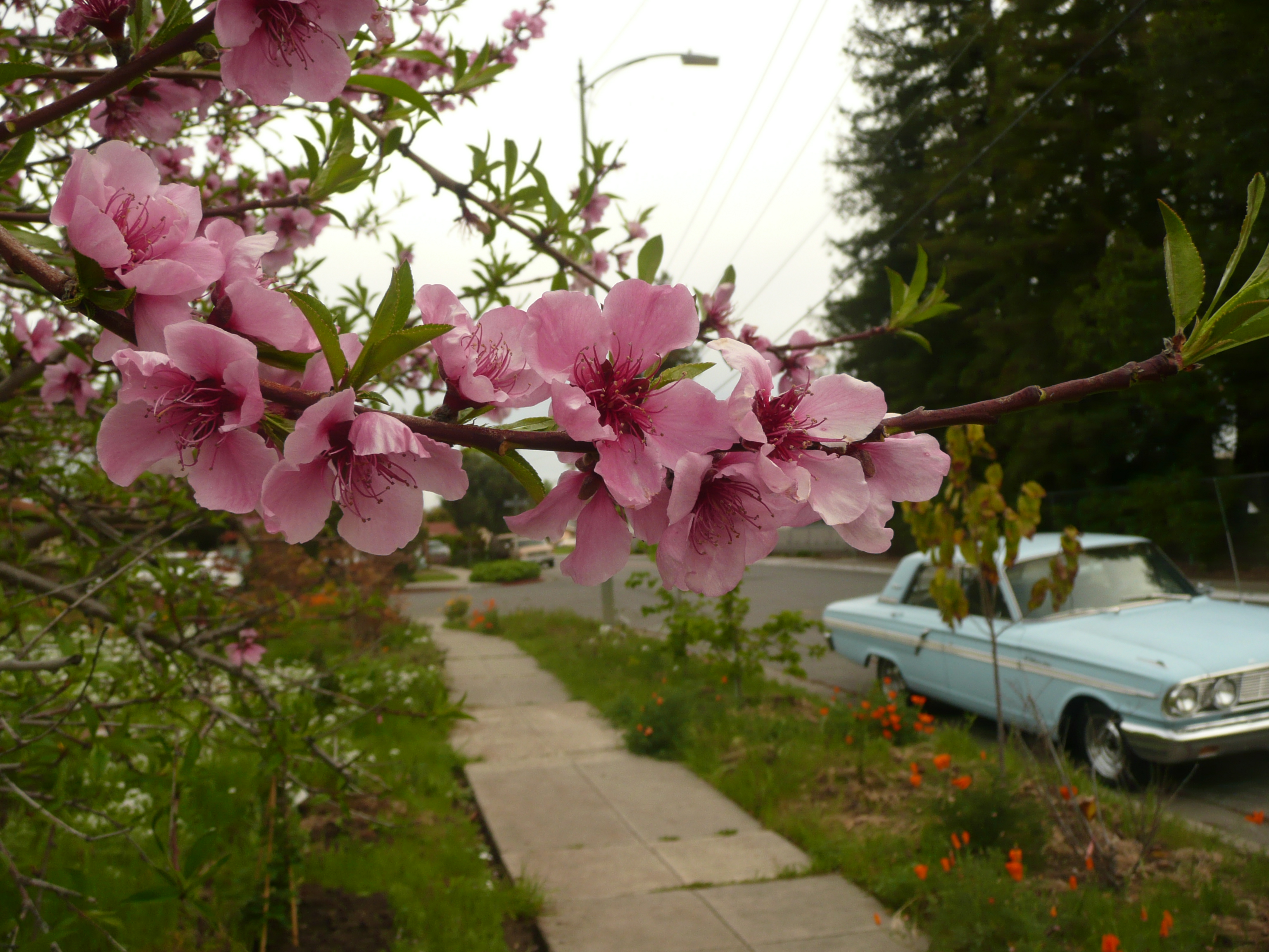 classic car,1950s,spring,1950s car,cherry blossom classic car,1950s,spring,1950s car,cherry blossom