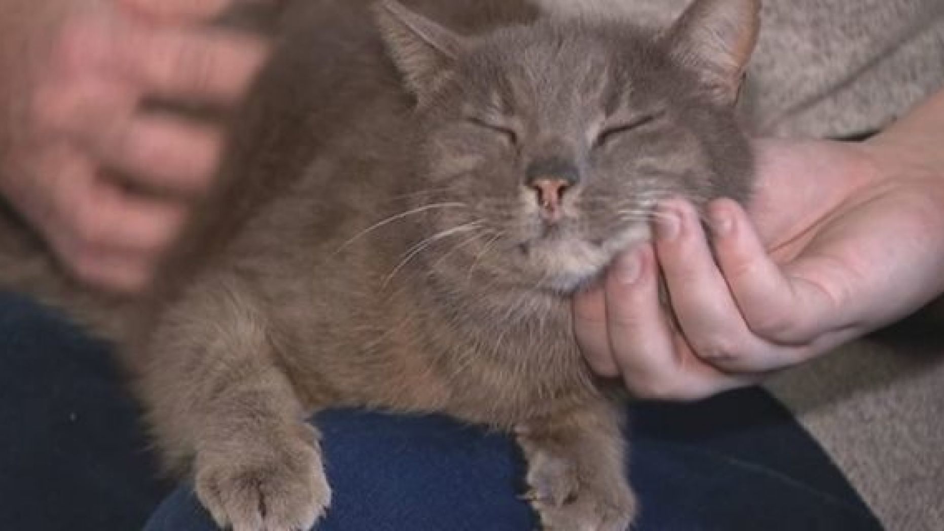 Fergie the cat reunites with her owner after a 10 year separation in Texas Fergie the cat reunites with her owner after a 10 year separation in Texas