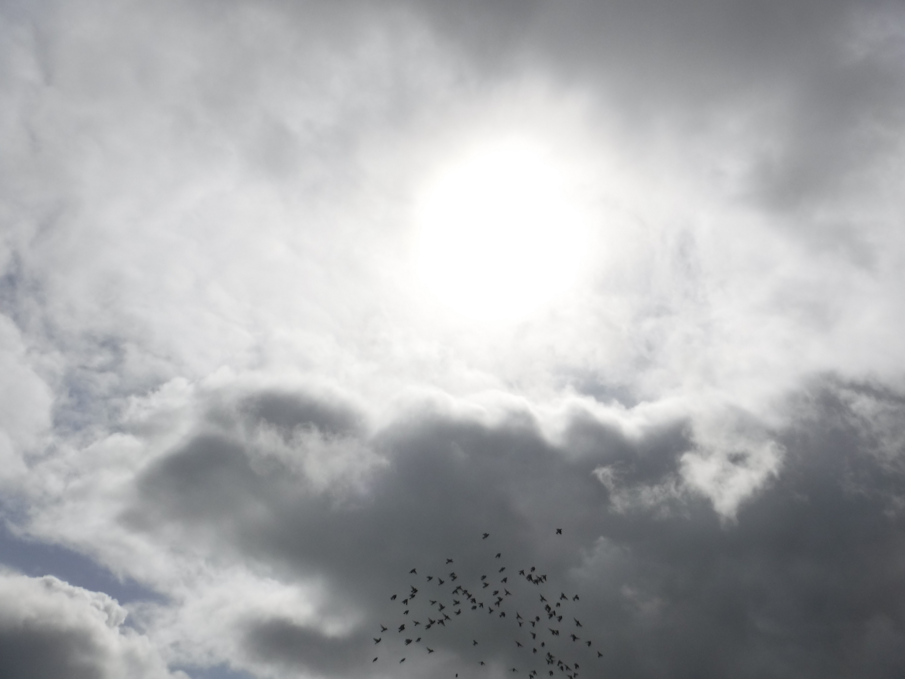 Photo I tried to take of Starlings