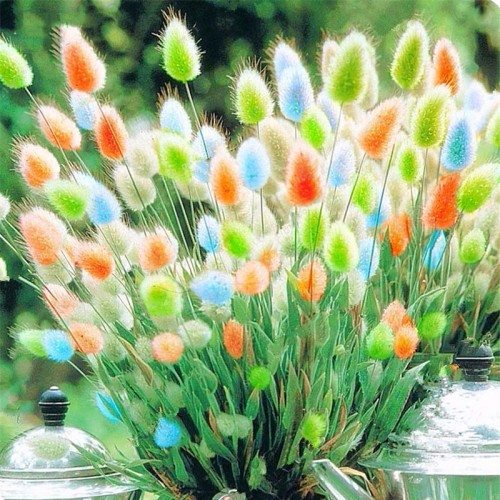 https://alexnld.com/product/egrow-100pcs-pack-rabbit-tail-grass-seeds-mixed-color-garden-bunny-tail-grass-decor-plants/?utm_source=bing&utm_medium=cpc&utm_campaign=Product%20Ads(BSC)&utm_term=1101400171368&utm_content=Ad%20group%20%231