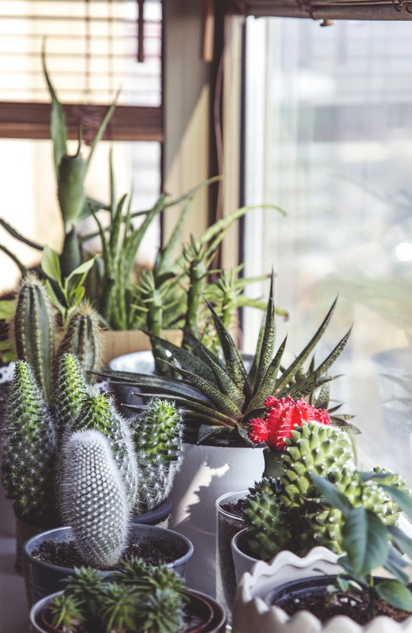 https://unsplash.com/search/photos/cactus https://unsplash.com/search/photos/cactus