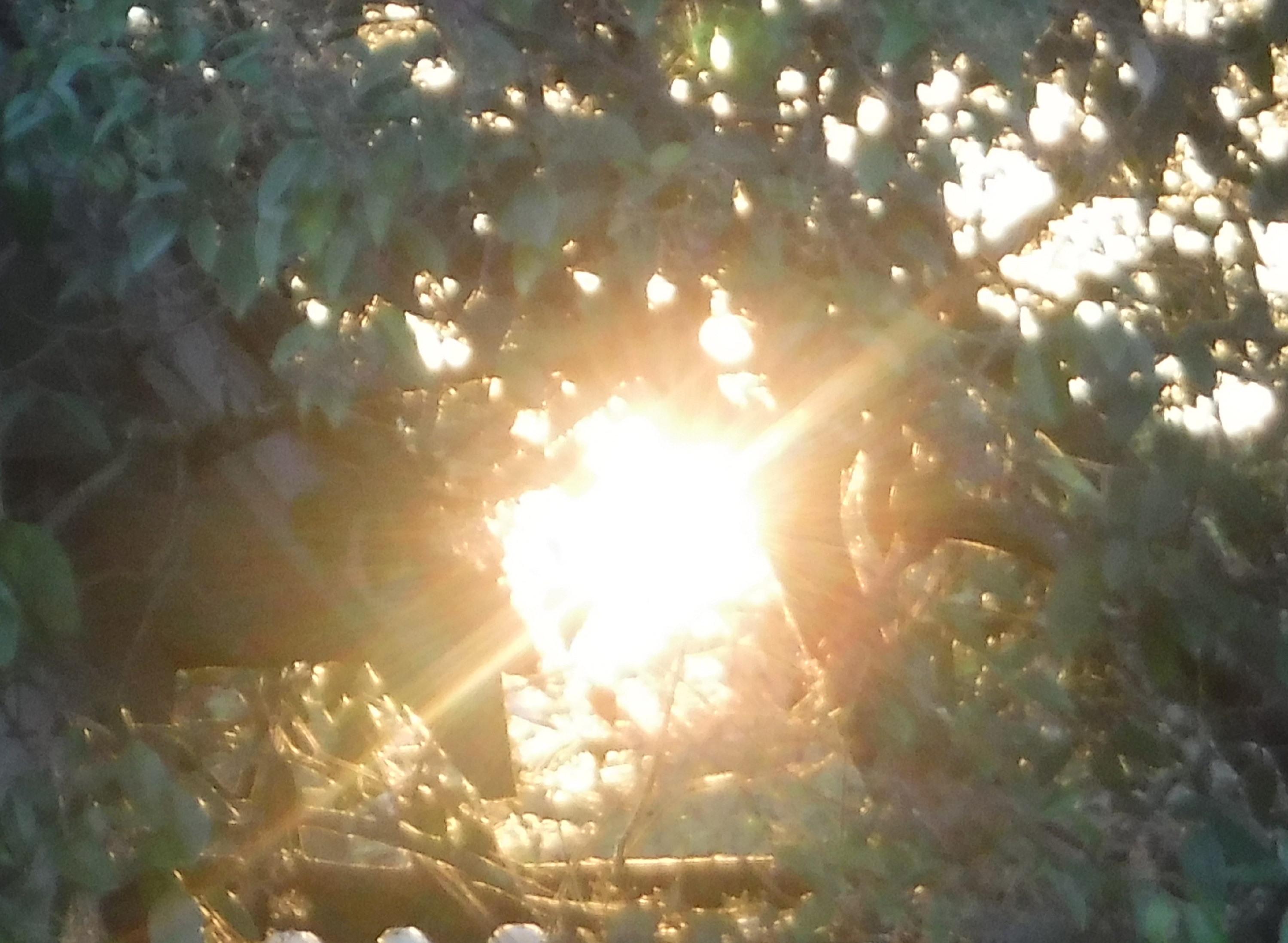 Photo taken by me 4-9-19 Photo taken by me 4-9-19