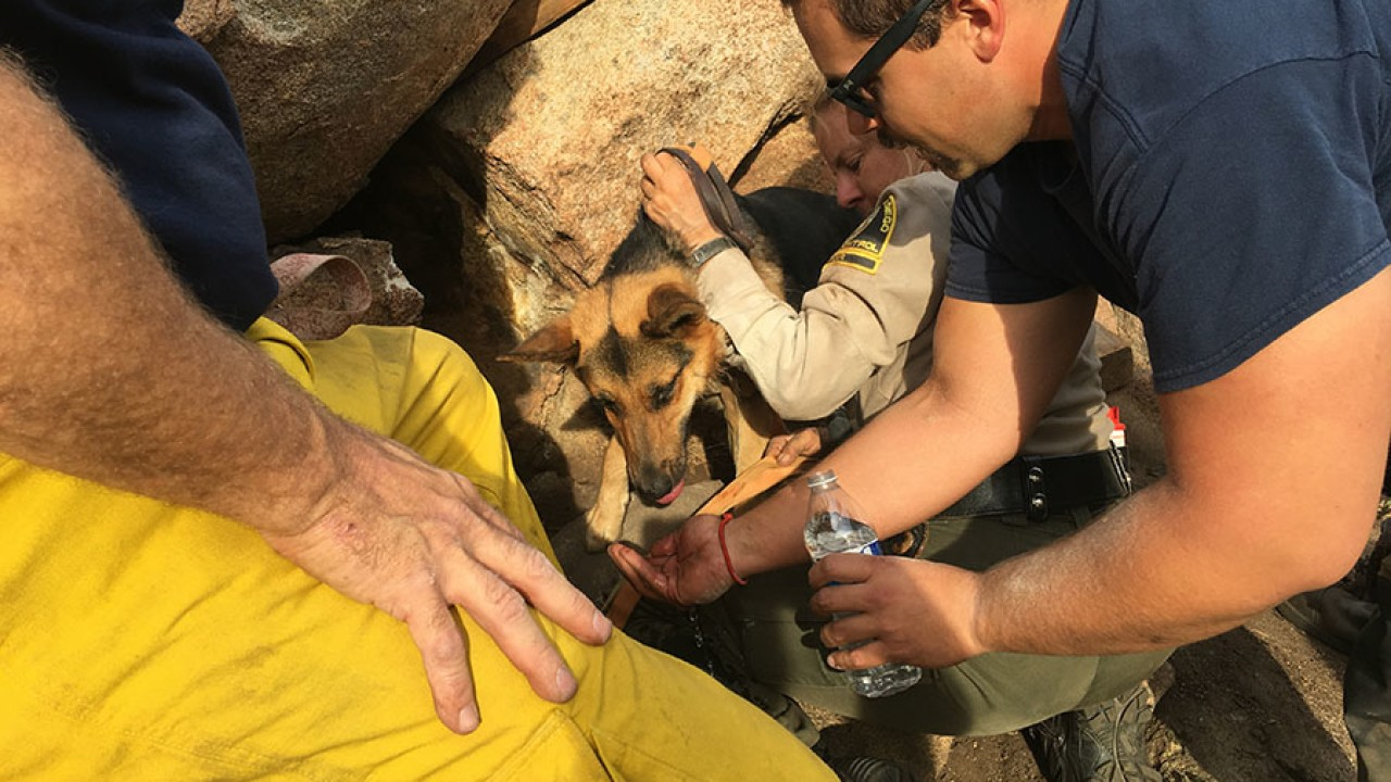 A dog being rescued in Valley Center in California on Thursday