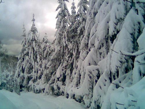 winter landscape - winter landscape