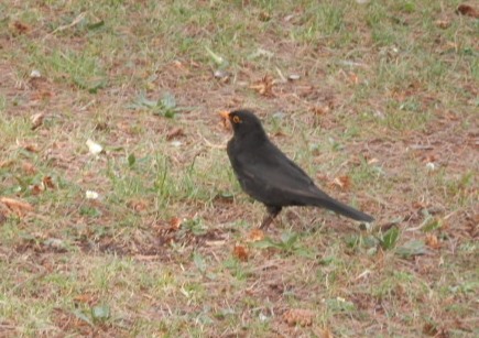 blackbird hopping around taken just yesterday... blackbird hopping around taken just yesterday...