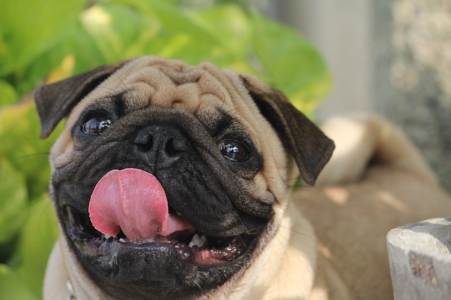 https://cdn.pixabay.com/photo/2017/07/12/22/05/pug-2498523_960_720.jpg