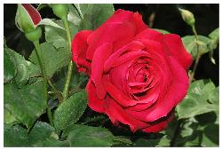 red rose - red rose