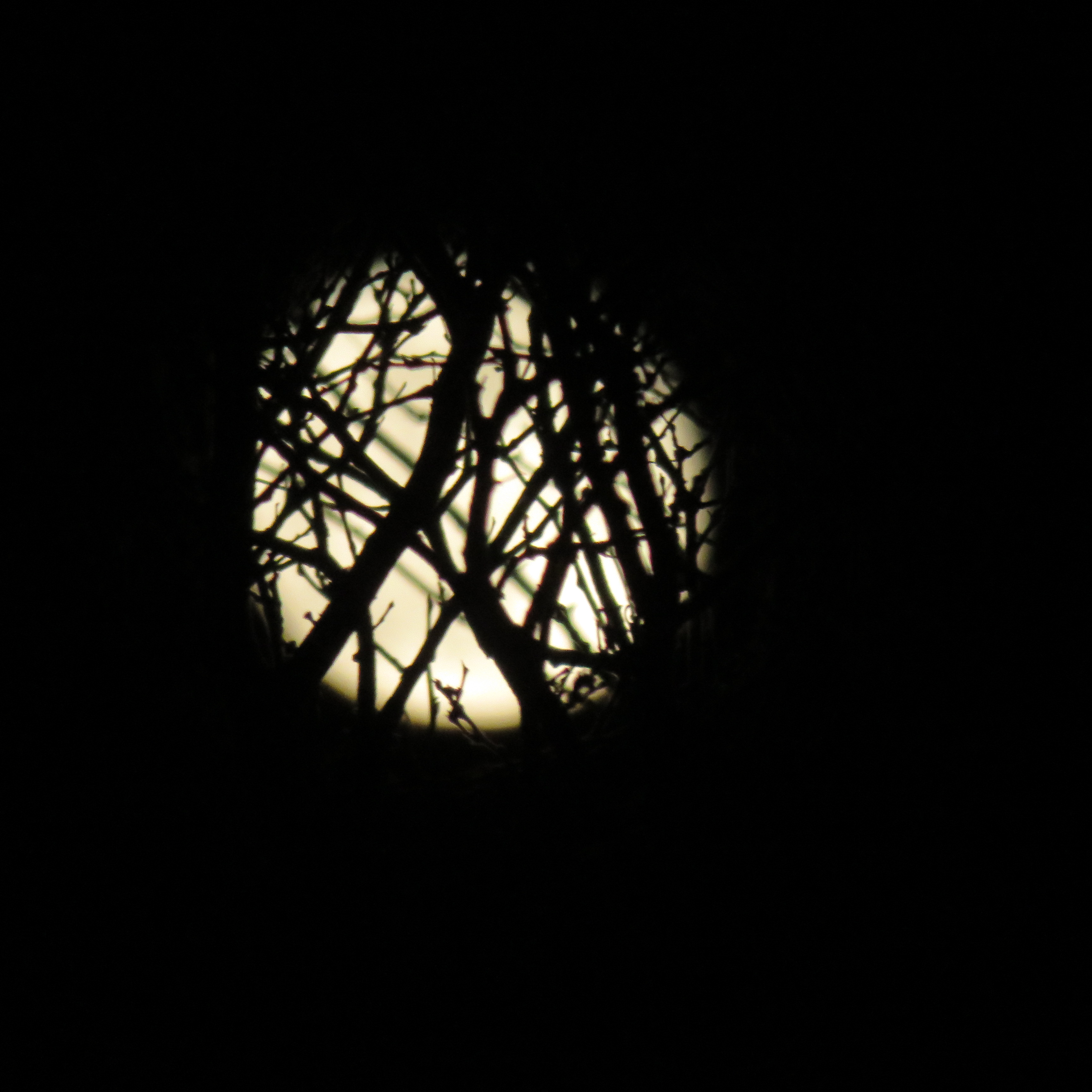 Photo I took of the Moon through the tree