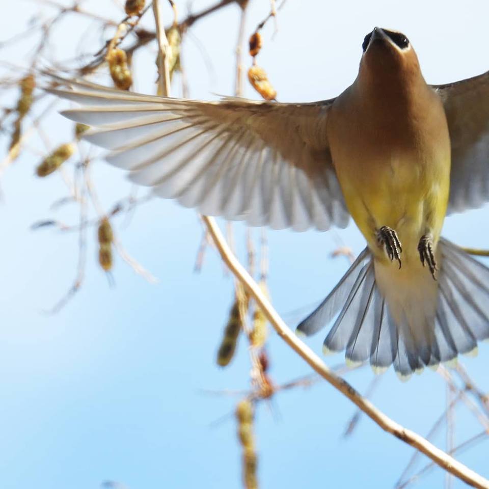 Cedar waxwing offcenter