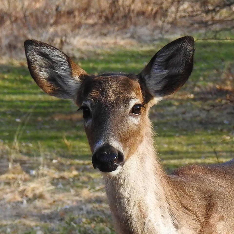 Deer, Close up, minx267