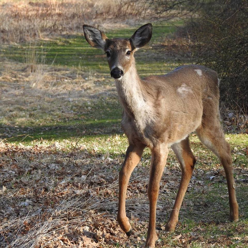 Deer, close up, Minx267