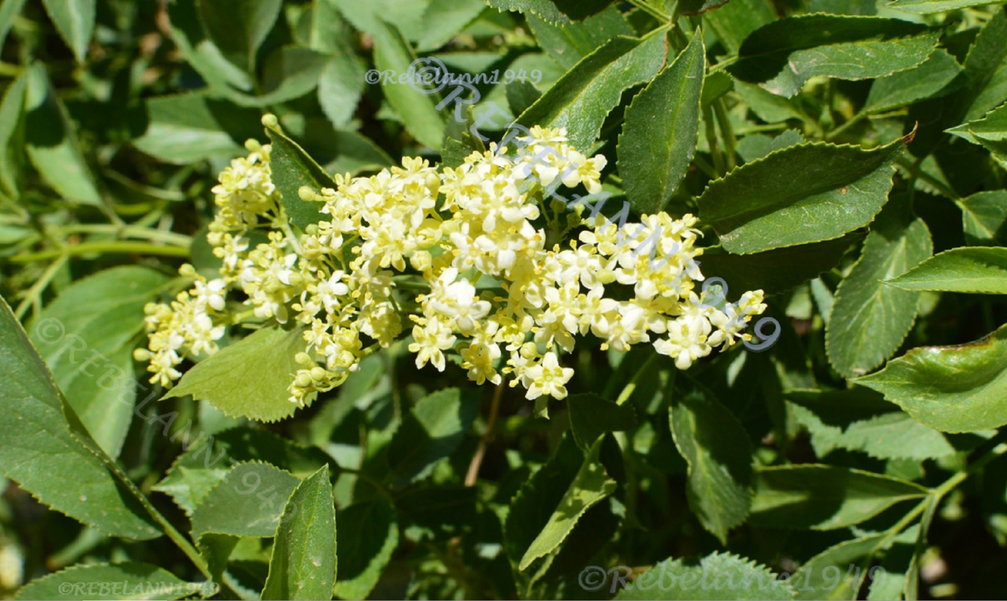 My Mexican Elder blossom, I took this April 18, 2019 My Mexican Elder blossom, I took this April 18, 2019