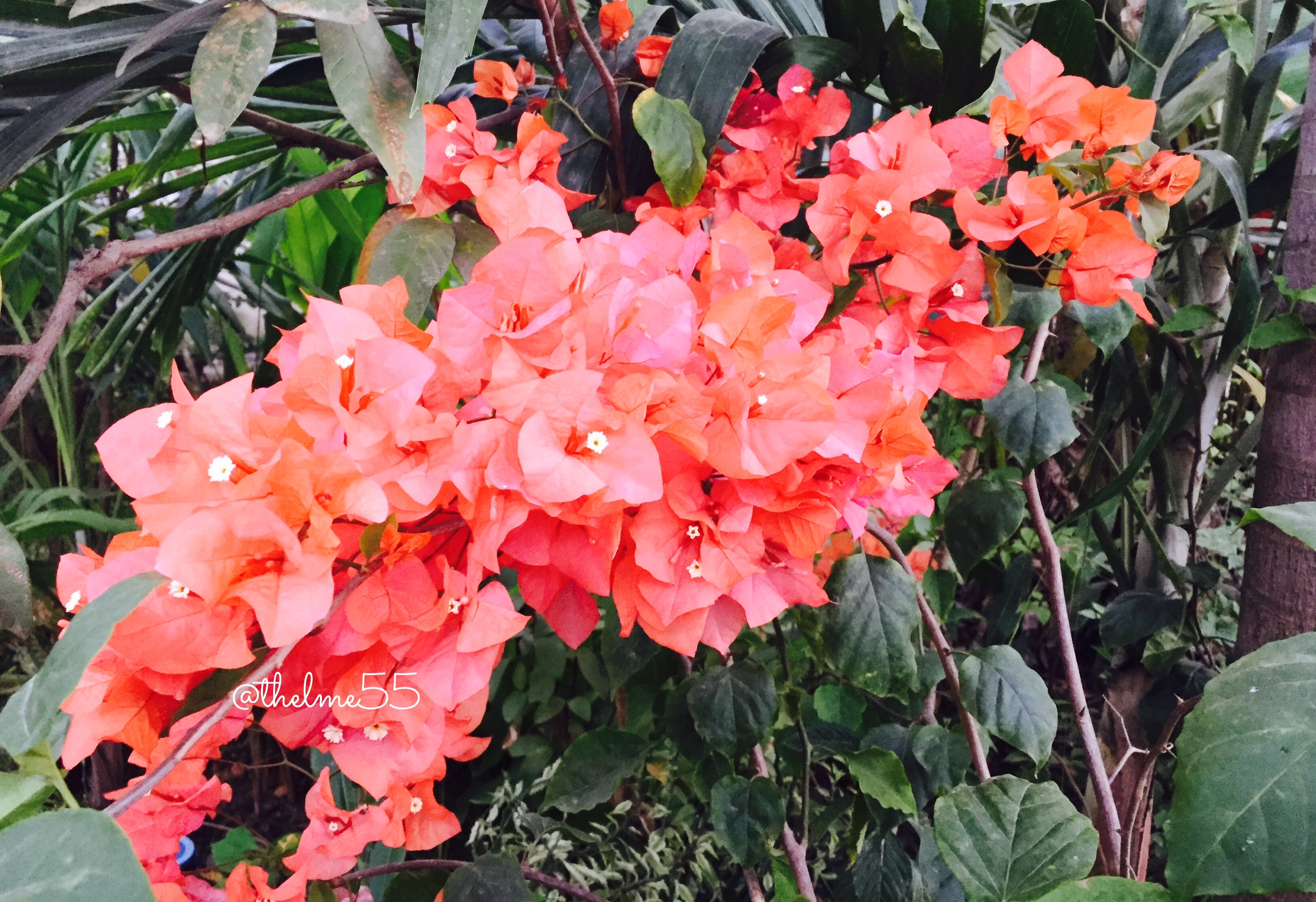 Bougainvillea Bougainvillea