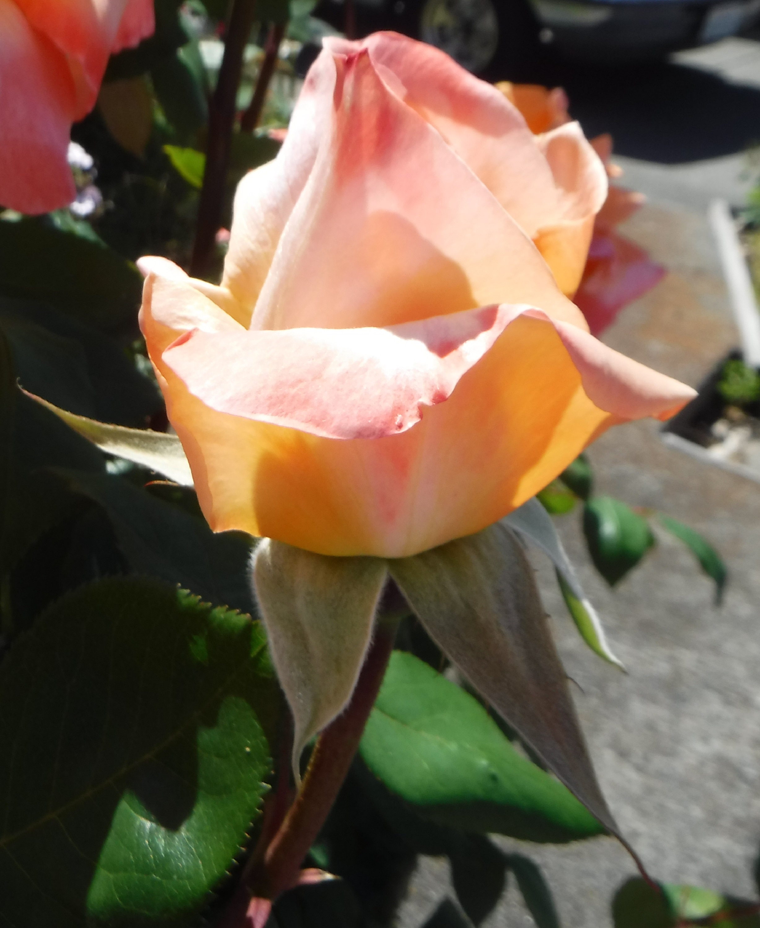 Photo taken by me 4-25-19 Photo taken by me 4-25-19