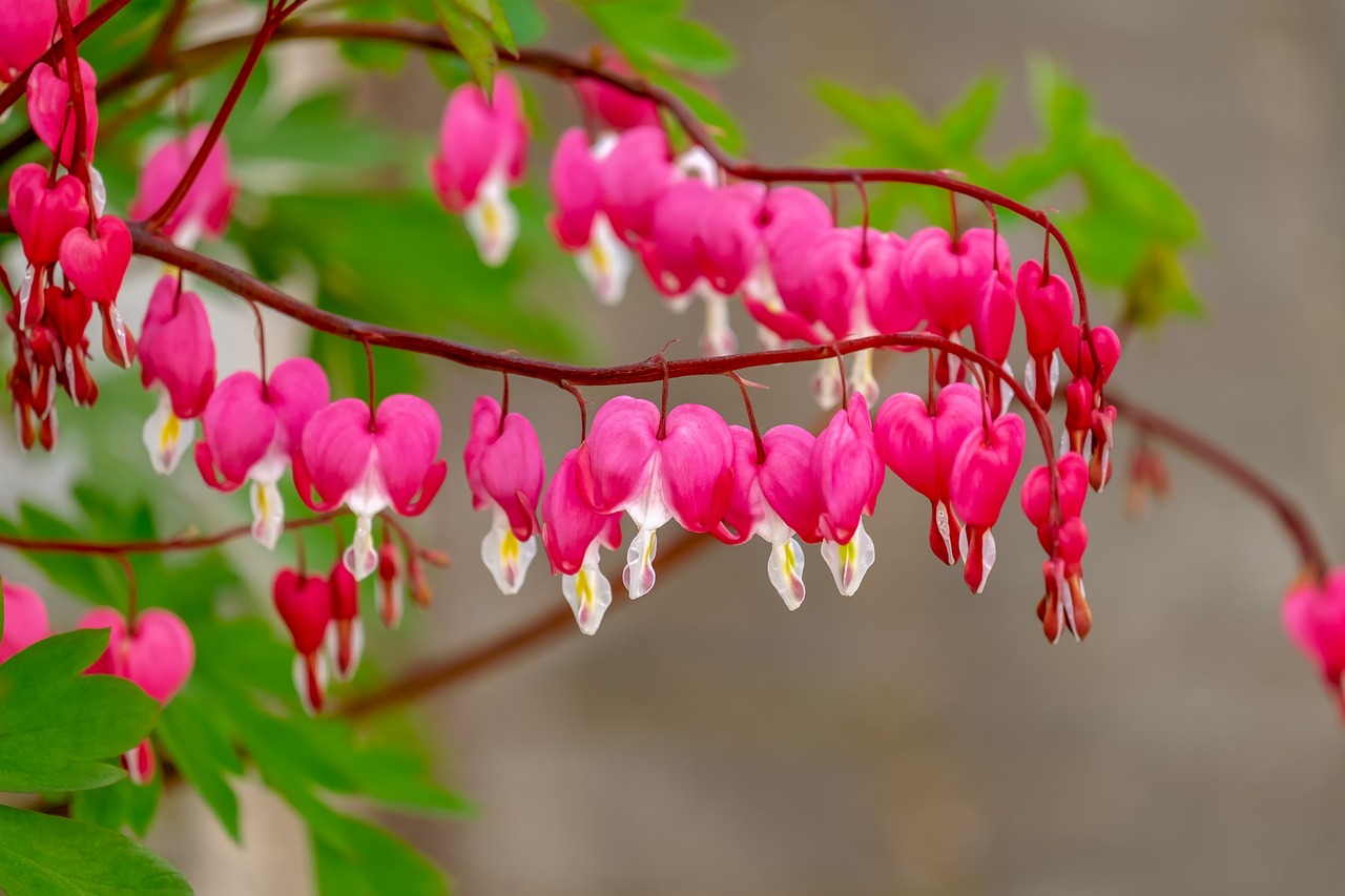 https://pixabay.com/photos/bleeding-heart-flower-blossom-bloom-4138262/