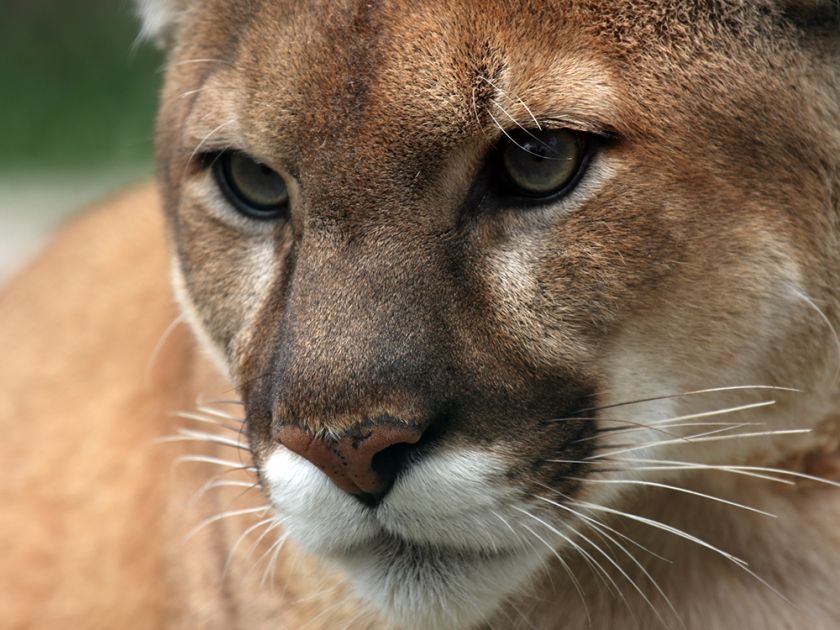 A Canadian cougar makes the animal news A Canadian cougar makes the animal news