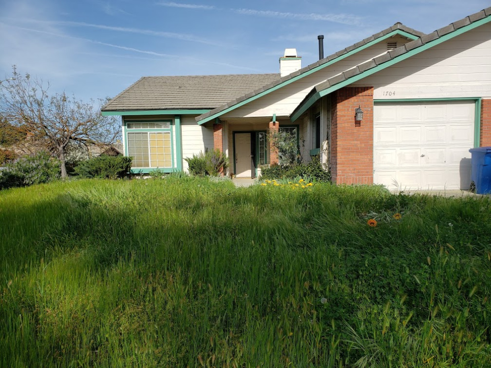 Lawn Before Weed Abatement