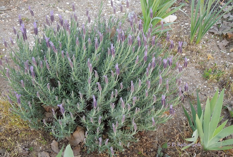 Spanish/French Lavender