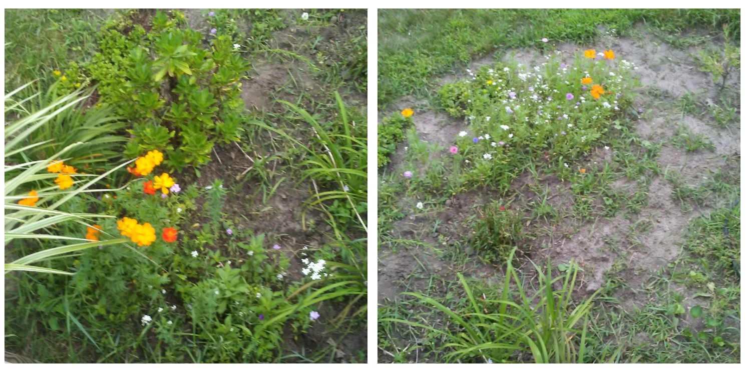 © 2019 Marsha Musselman. All Rights Reserved. Wildflowers on side of porch © 2019 Marsha Musselman. All Rights Reserved. Wildflowers on side of porch