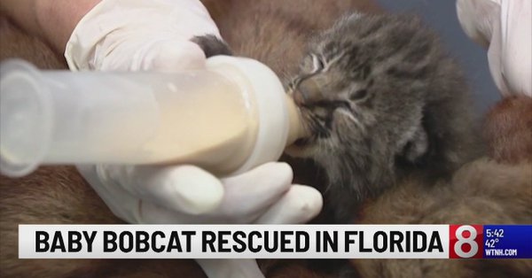 Baby bobcat rescued by a man on a street in Orlando Florida Baby bobcat rescued by a man on a street in Orlando Florida