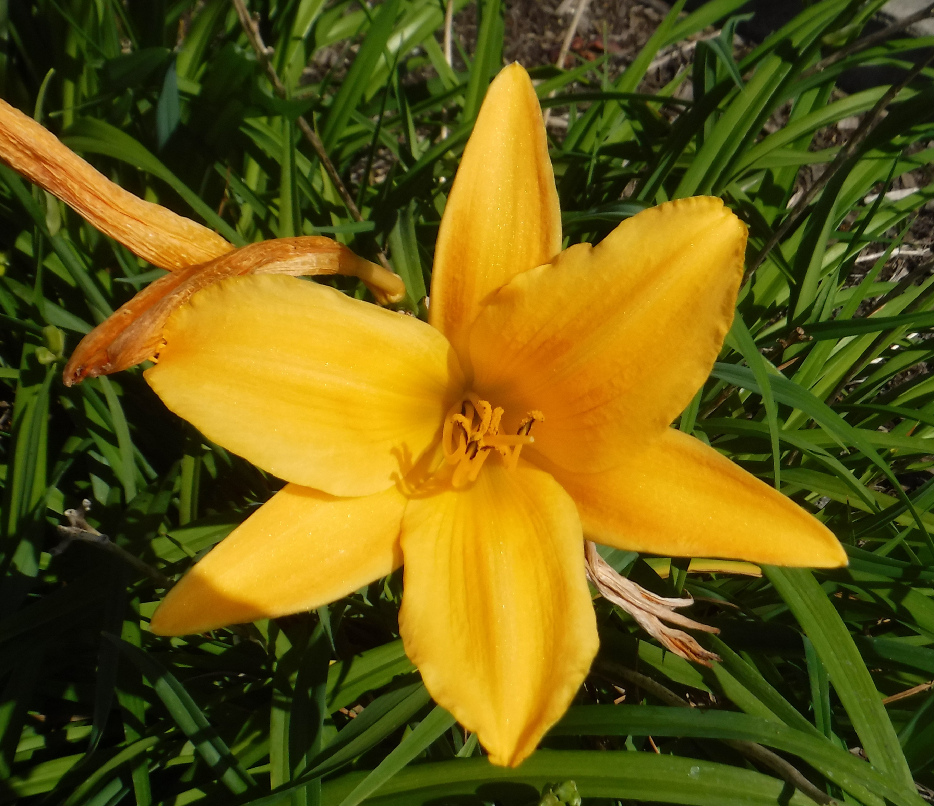 Photo taken by me 5-1-19