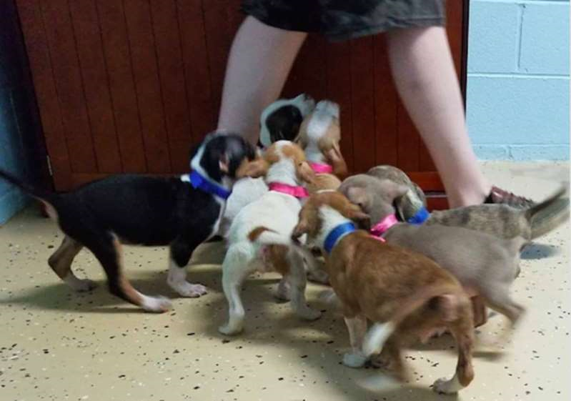 Avengers Endgame puppies for adoption. 
