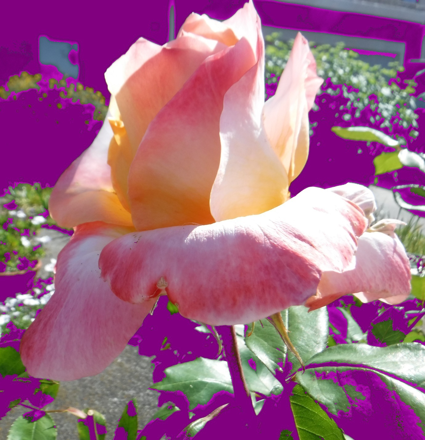 Photo taken by me with "Color Replacement" effect on LunaPic.com Photo taken by me with "Color Replacement" effect on LunaPic.com