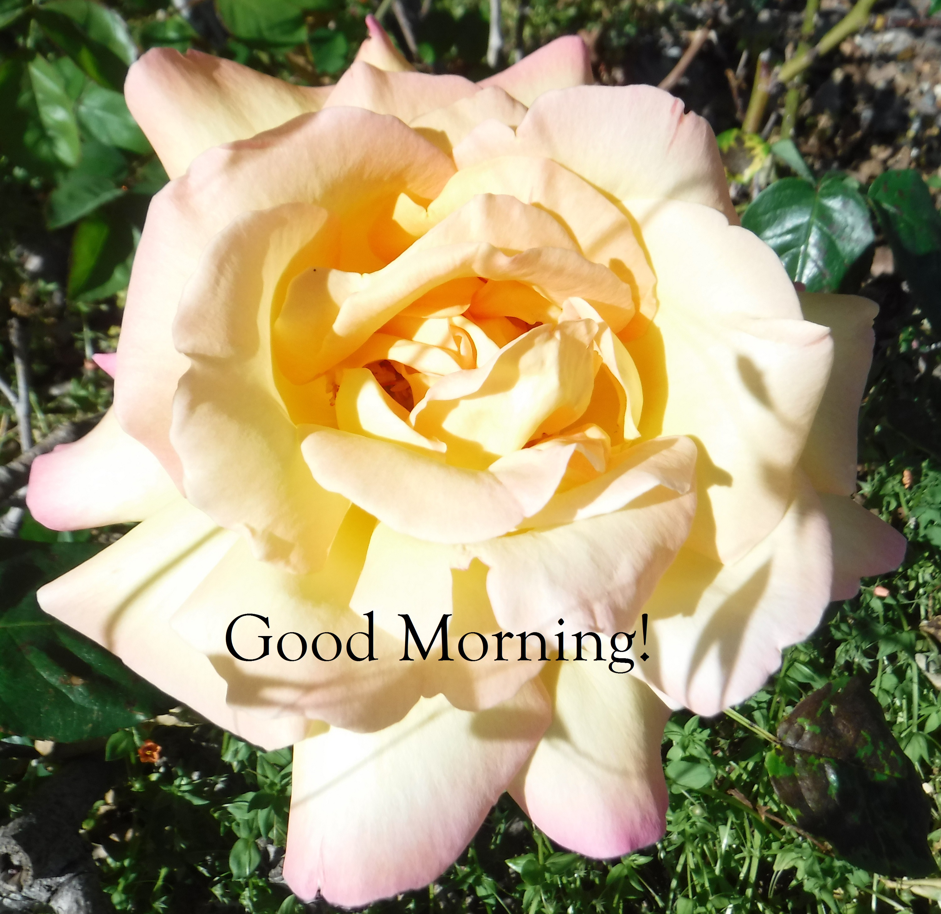 Photo taken by me 5-1-19 with "Good Morning" text added Photo taken by me 5-1-19 with "Good Morning" text added