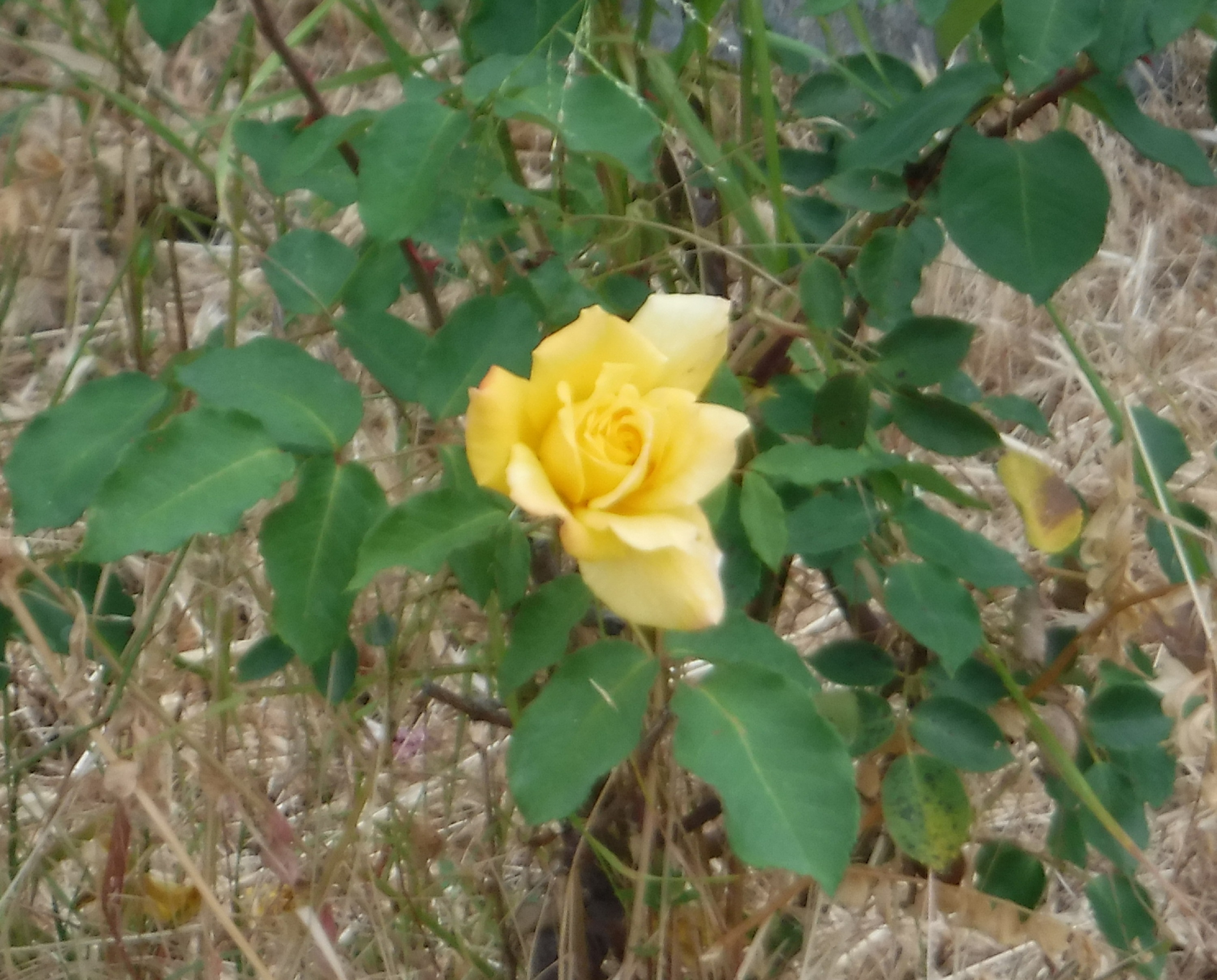 Photo taken by me May 2019 Photo taken by me May 2019