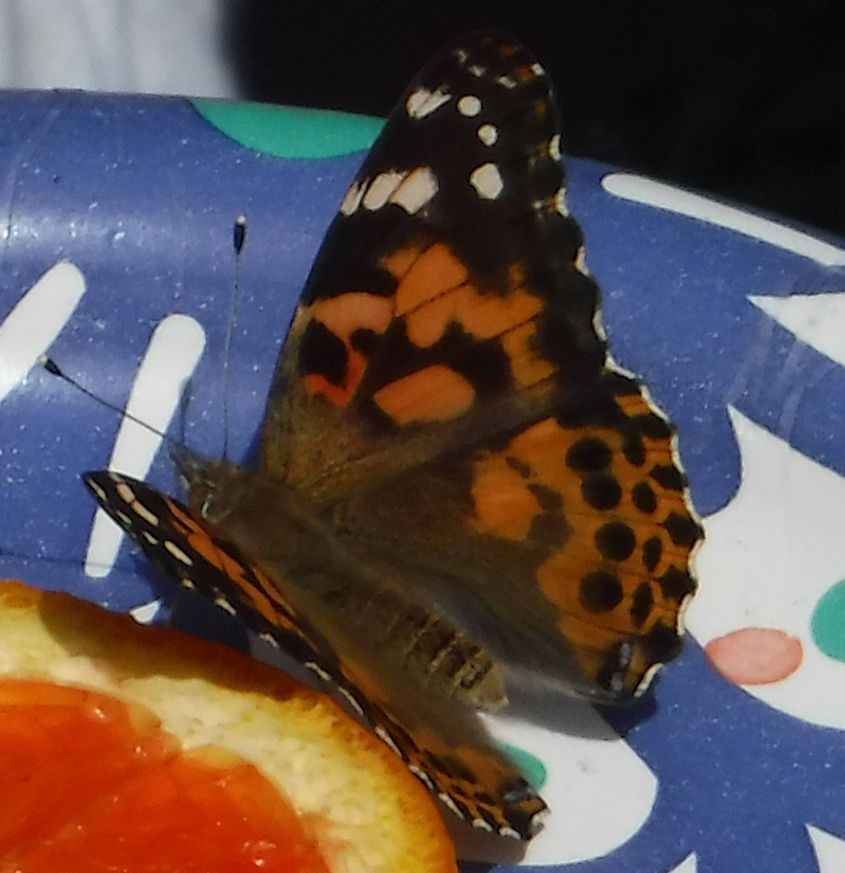 Photo I took of a butterfly at work