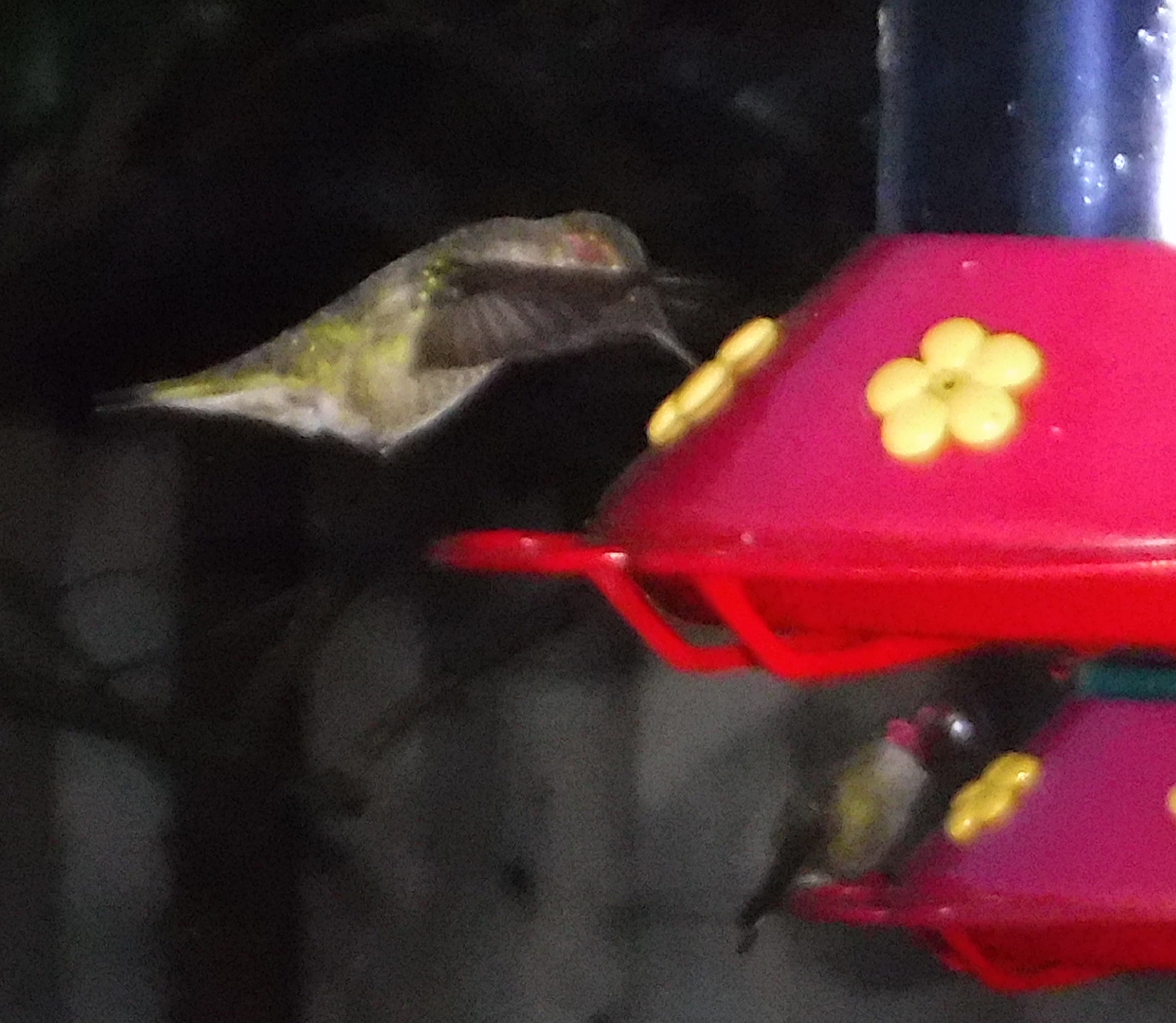Photo taken by me of a bird at my hummingbird feeder Photo taken by me of a bird at my hummingbird feeder