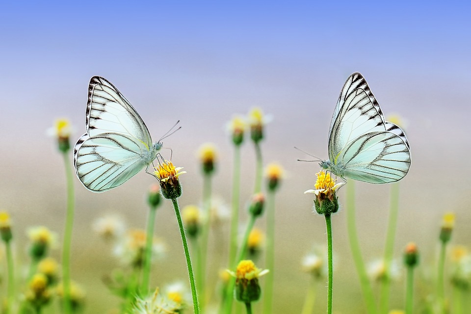 image is from pixabay image is from pixabay