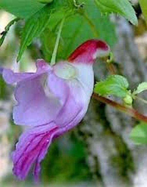 https://angelasheavenlygarden.com/products/parrot-orchid-5-seeds?utm_medium=Social&utm_source=Pinterest