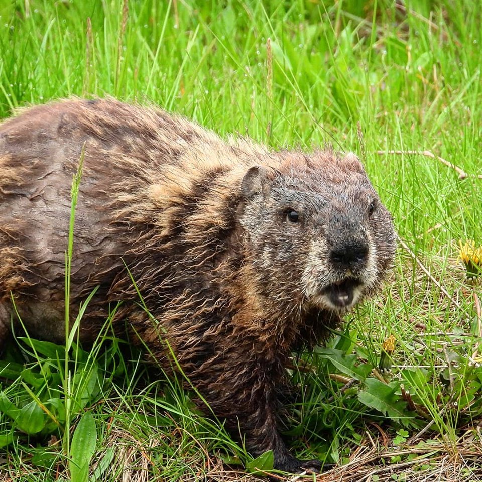 Groundhog molting Groundhog molting