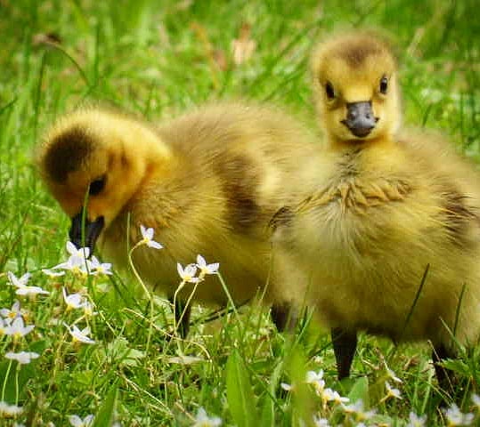 goslings goslings