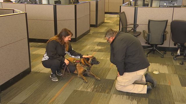 A service dog at the Plymouth Minnesota 911 center A service dog at the Plymouth Minnesota 911 center