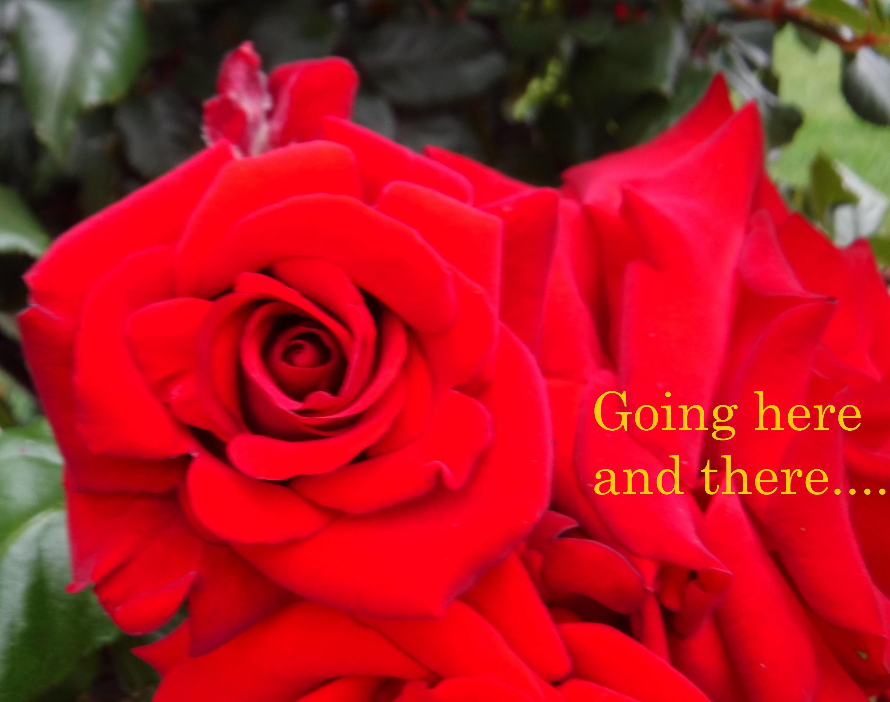 Photo taken by me with text added on Microsoft Paint Photo taken by me with text added on Microsoft Paint