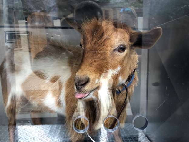 An abandoned goat is now safe and sound at humane society shelter An abandoned goat is now safe and sound at humane society shelter