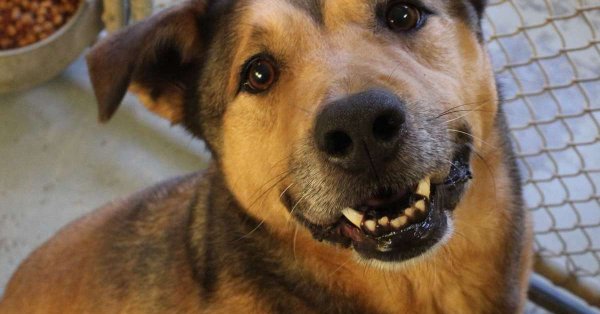 Higgins the German Shepherd gets adopted after 2,381 days in a kennel Higgins the German Shepherd gets adopted after 2,381 days in a kennel