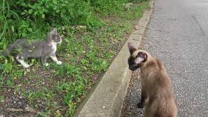 lost cat lost cat