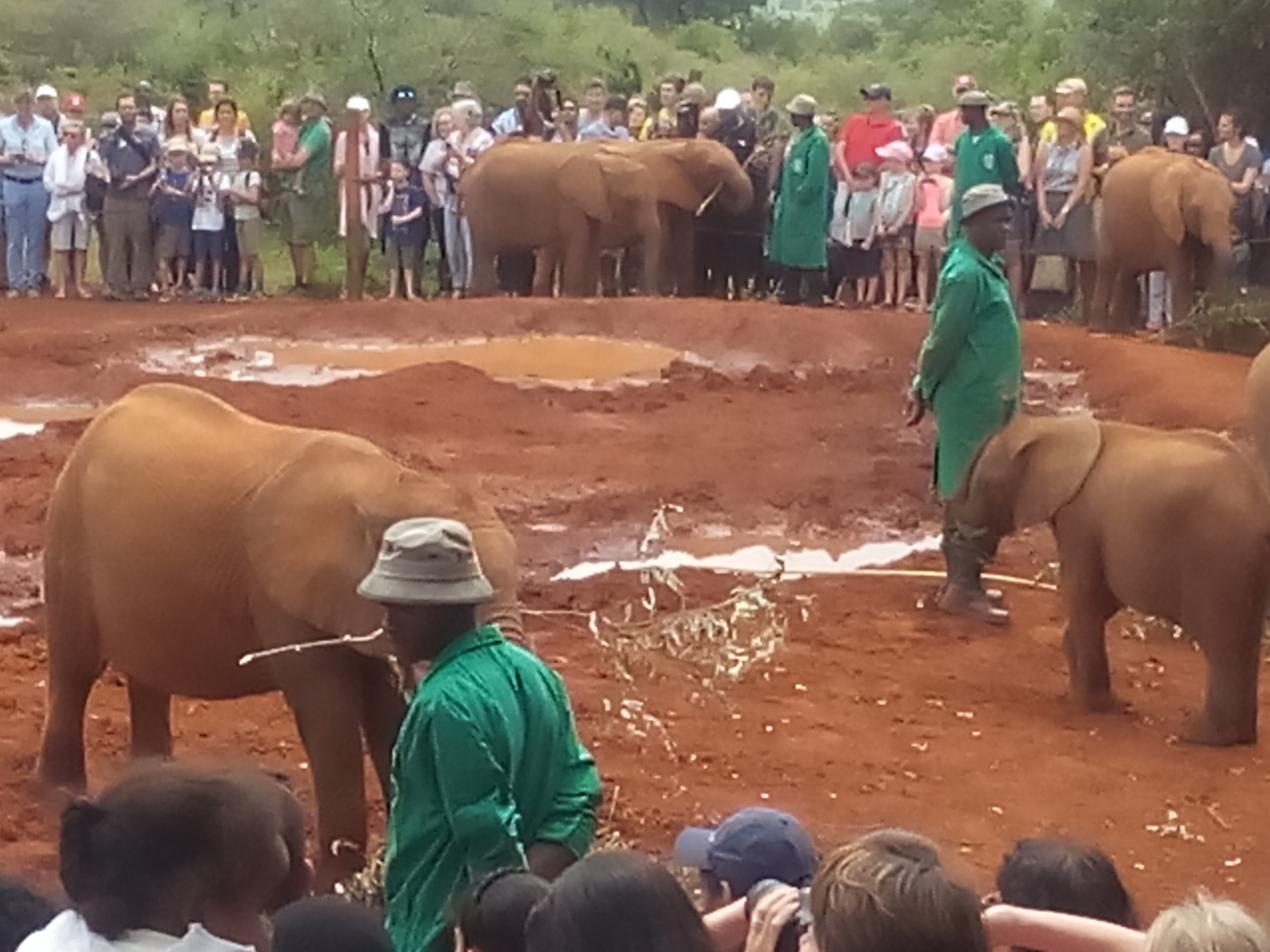 care for the baby orphans elephants 