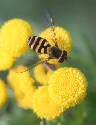 Insect feeding