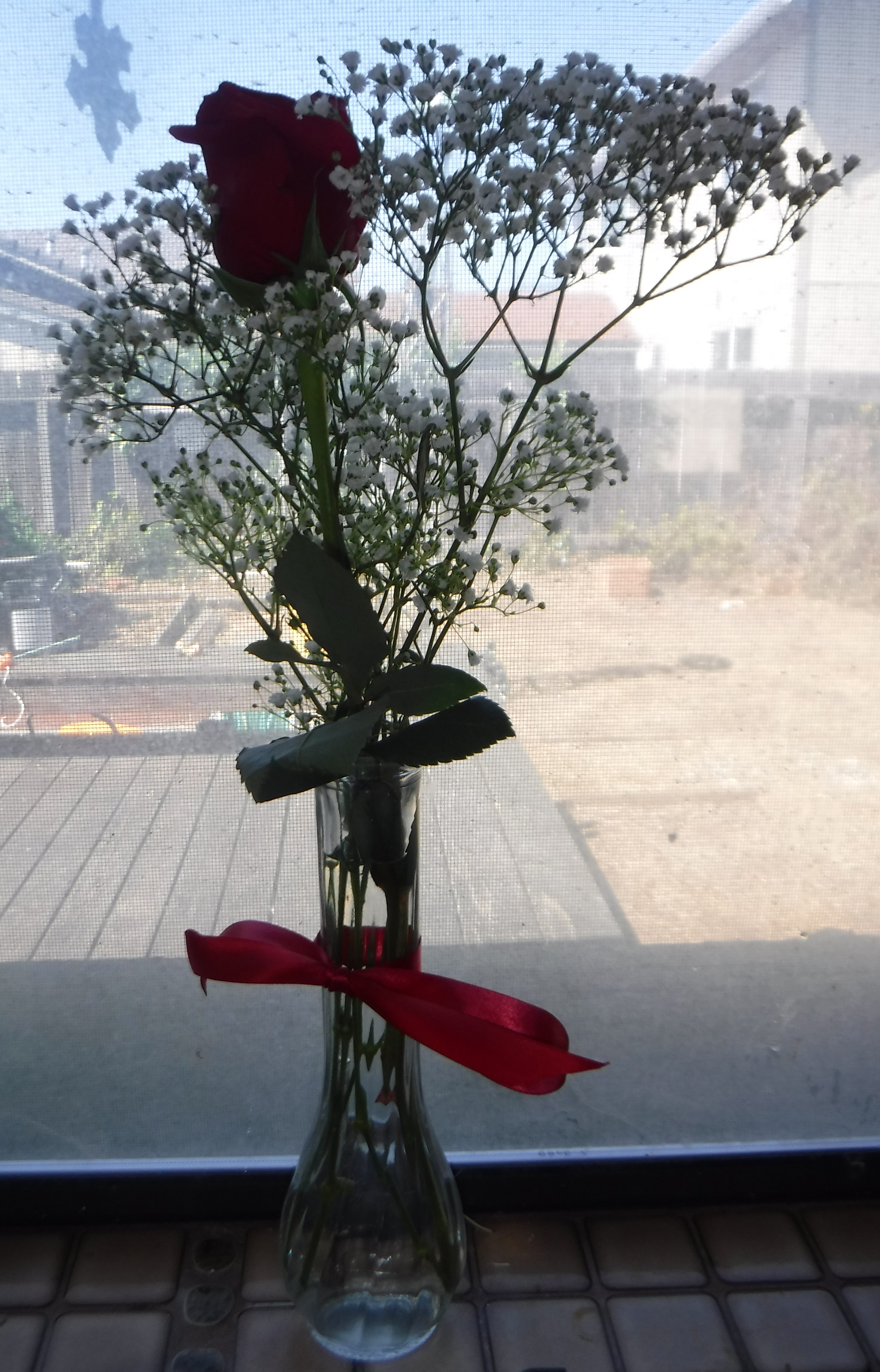 Photo I took of the rose I received at church today.