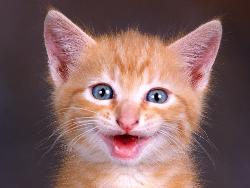 HAPPY CAT - http://www.moneycashbar.com/index.php?ref=dkannel
