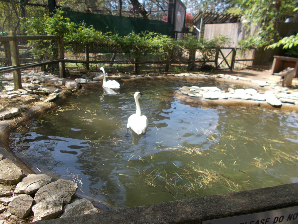 trumpeter swans trumpeter swans