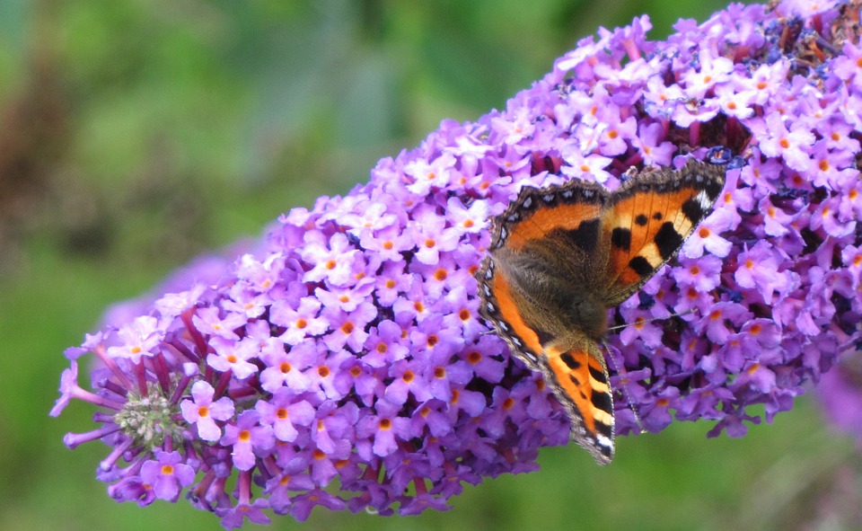 butterfly bush, summer lilac, buddleia