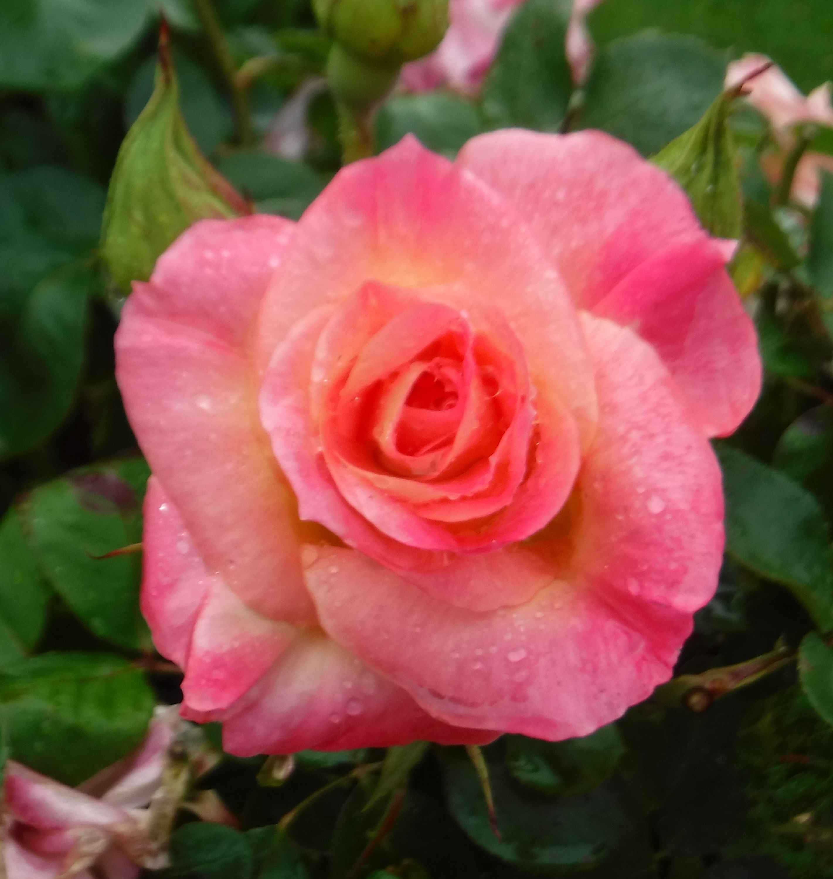 Photo taken by me 5-16-19